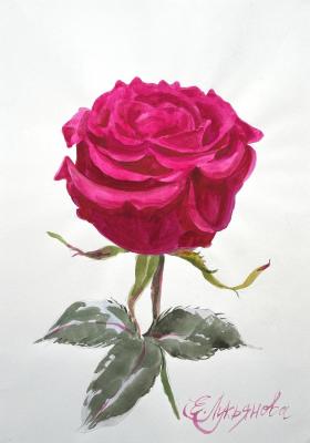 ����� ���� (�����������). ��������� ���������