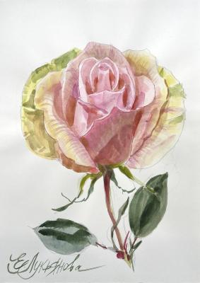 �����- ������� ����. ��������� ���������