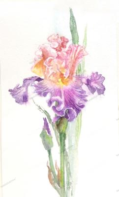 ���� ��������-����������. ������ �������