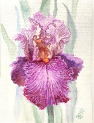 ���� �������-���������. ������ �������