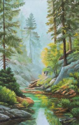 A stream in a coniferous forest