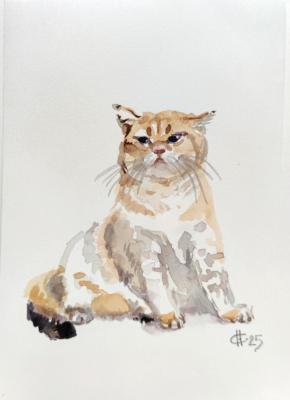 ������� ������ ����������