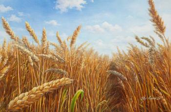 Wheat field. Romm Alexandr