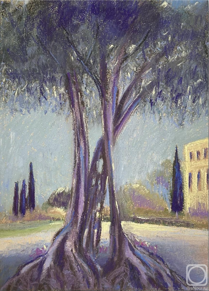 Balashova Natalya. Ancient Olive. Through time