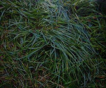 �����. ������ ϸ��