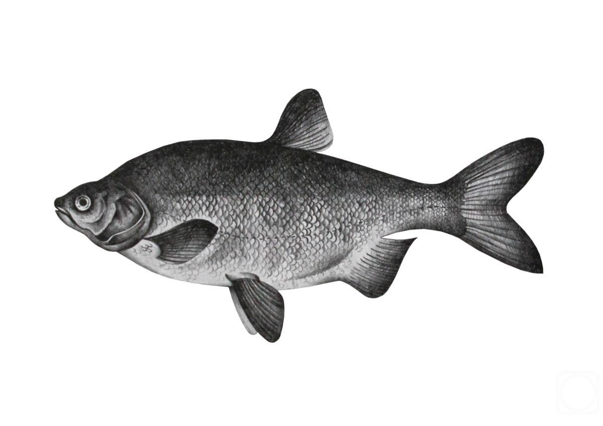 �������. ��������� ������. ���