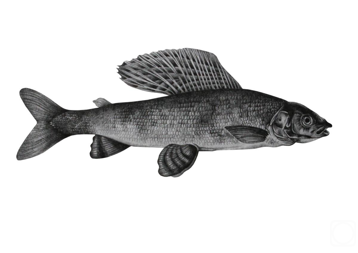 �������. ��������� ������. ������