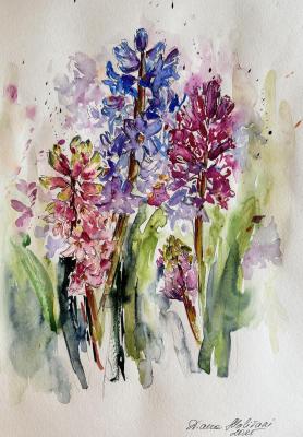 Hyacinths. Malivani Diana