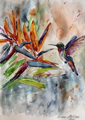 Strelitzia. Malivani Diana