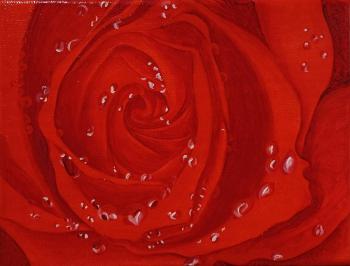 A Scarlet Red Rose