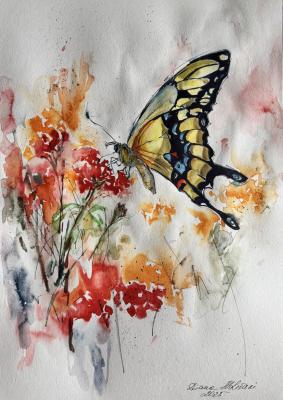 Butterfly. N3. Malivani Diana