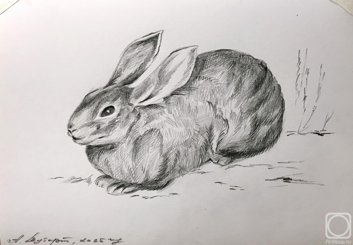 Schubert Albina. Untitled