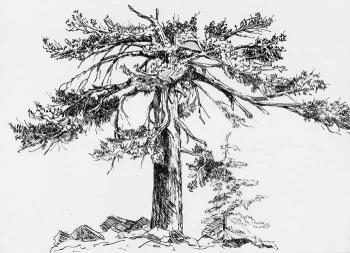 Pine-tree. Lazarev Dmitry