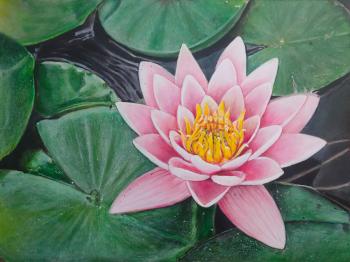 Water Lily (Water Lily Painting). Elshin Sergey