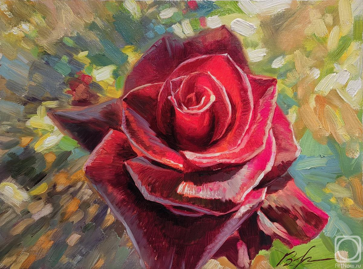 Vorobyov Anton. The velvety rose