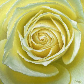 ������ ���� (���� ������). �������� ���������