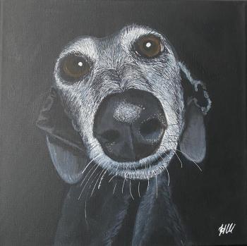 Dramatic Weimaraner Dog Portrait. Shuvalova Nataliya
