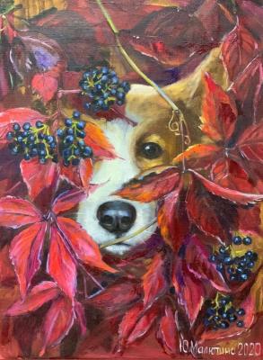 Dog Barbos � Wet Nose. Malyutina Yuliya