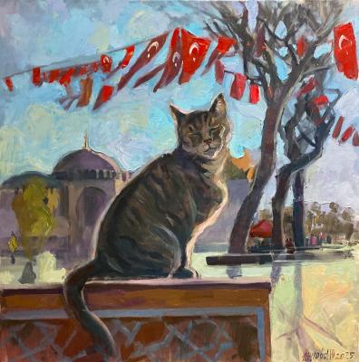 Istanbul cat