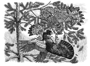 Eagle Owl Hunting Capercaillie. Fomin Nikolay