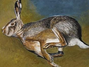 Running Hare. Shuvalova Nataliya