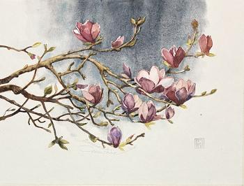 Magnolia. Stoylik liudmila