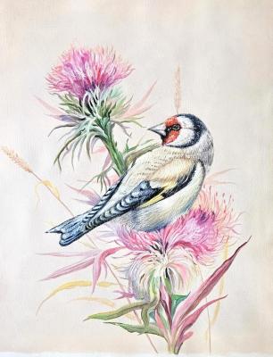 ����� �� �����������. ����� ����