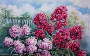 Phlox