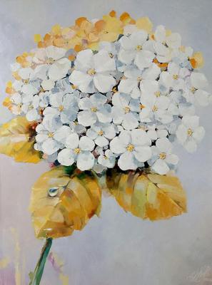 Snow-white hydrangea. Kirillov Pavel