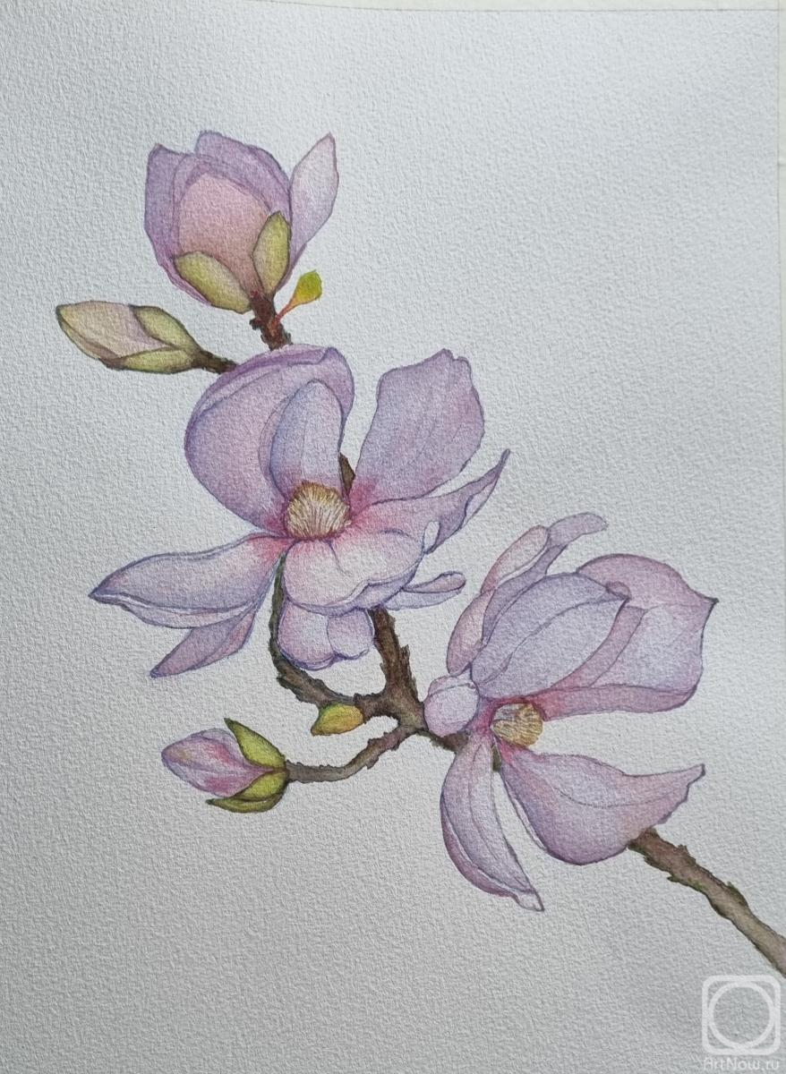 Abramova Lyudmila. Magic magnolia watercolor