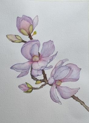 Magic magnolia watercolor. Abramova Lyudmila