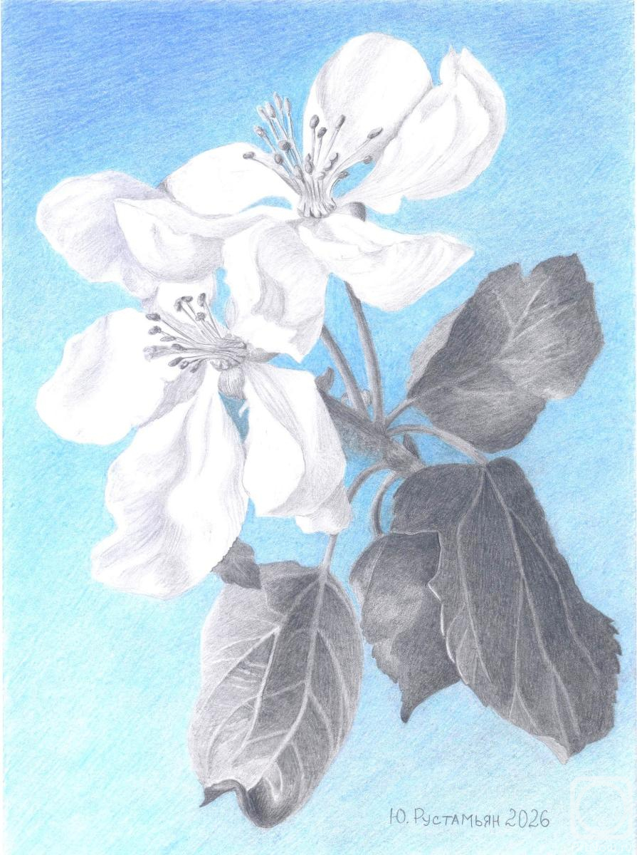 Rustamian Julia. The apple tree is in bloom