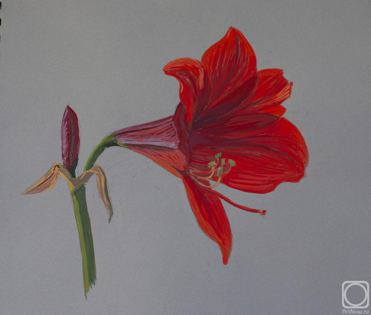 Paladina Liya. Amaryllis