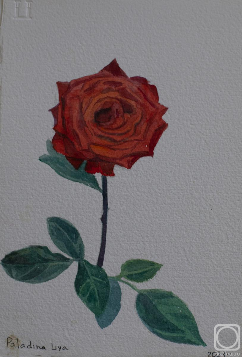Paladina Liya. Rose