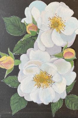 White Wild Rose