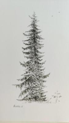 Graceful spruce. Tsuhlo Vladimir