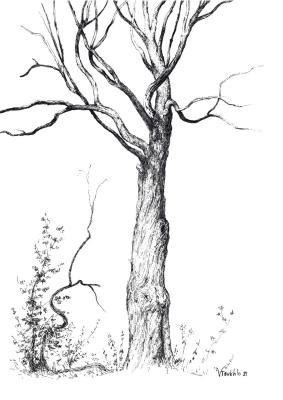 Life sketch of a young oak tree