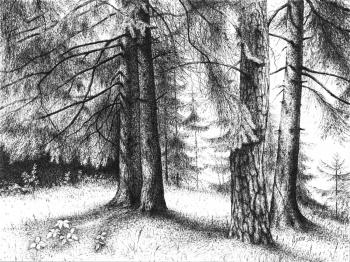 Hot afternoon in the forest. Tsuhlo Vladimir