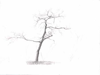 Young maple. Kozhin Simon