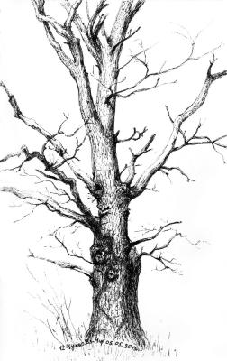 ������� ���������� ����