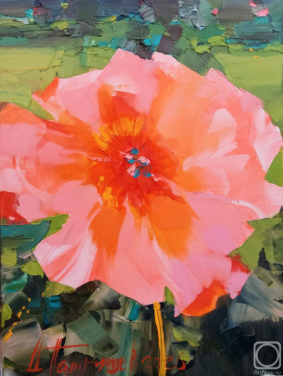 ������� ������ �� ������. �������� �������. Coral sunset