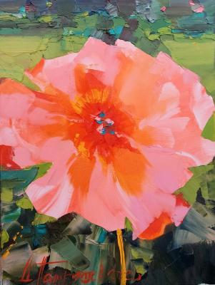 Coral sunset. �������� �������