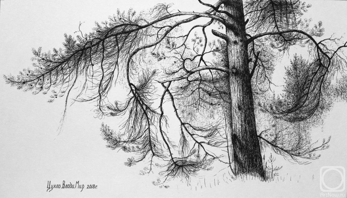 �������. ����� ��������. ������� ������. �����