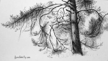 Graceful curves. Pine. Tsuhlo Vladimir