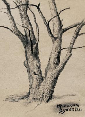 Full-scale sketch of an oak tree. Tsuhlo Vladimir