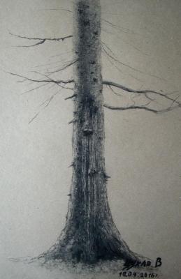 Full-scale sketch of a mighty spruce. Tsuhlo Vladimir
