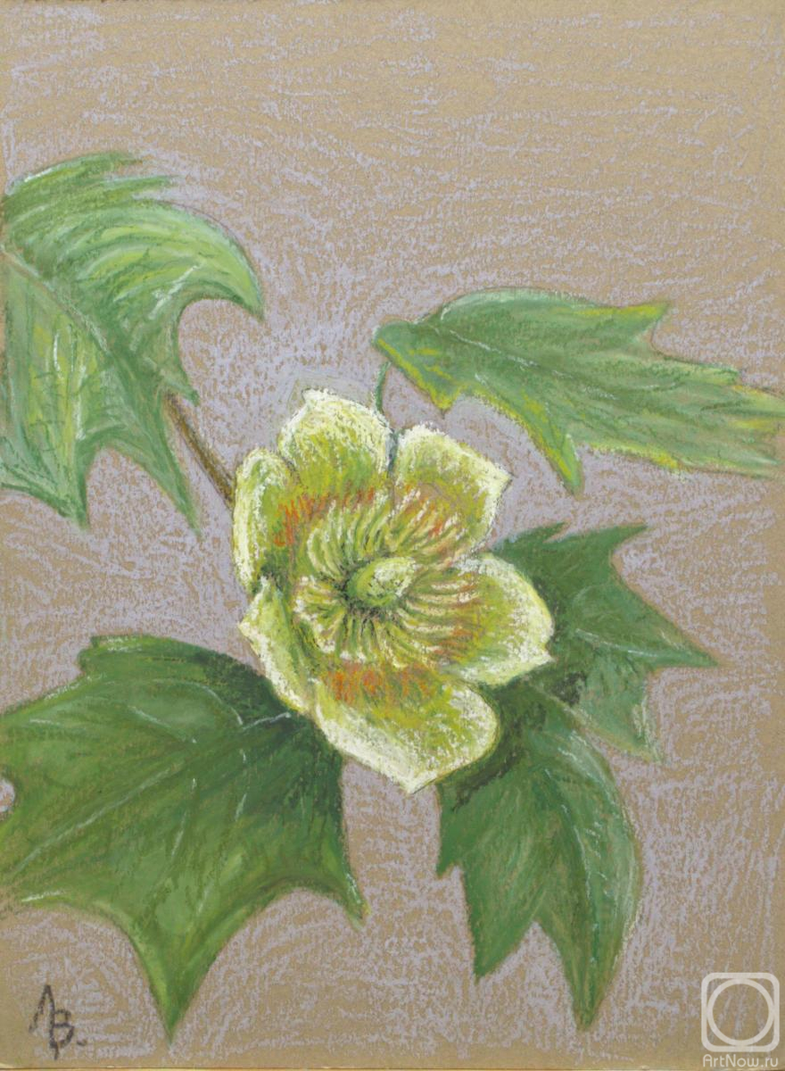 Lebedev Vladimir. Tulip tree