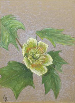 Tulip tree. Lebedev Vladimir