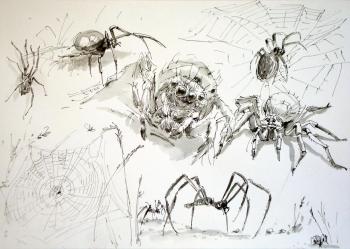 Spiders
