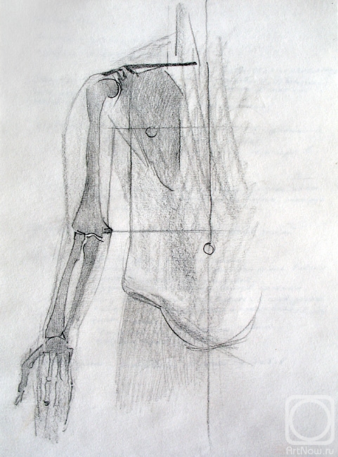 Yudaev-Racei Yuri. Human Skeleton. Hand Proportional Scheme